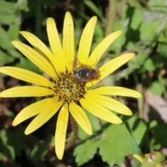 Arctotheca calendula at Wodonga, VIC - 9 Oct 2022 09:49 AM