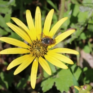 Arctotheca calendula at Wodonga, VIC - 9 Oct 2022 09:49 AM