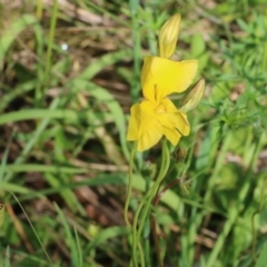 Goodenia pinnatifida (Scrambled Eggs) at Wodonga, VIC - 9 Oct 2022 by KylieWaldon