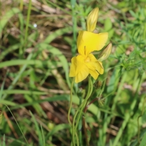 Goodenia pinnatifida at Wodonga, VIC - 9 Oct 2022 09:16 AM