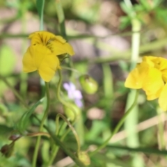 Goodenia pinnatifida at Wodonga, VIC - 9 Oct 2022 09:16 AM