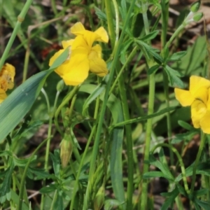 Goodenia pinnatifida at Wodonga, VIC - 9 Oct 2022 09:16 AM