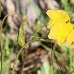 Goodenia pinnatifida at Wodonga, VIC - 9 Oct 2022 09:16 AM