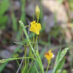 Goodenia pinnatifida at Wodonga, VIC - 9 Oct 2022 09:16 AM