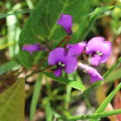 Hardenbergia violacea (False Sarsaparilla) at Wodonga - 8 Oct 2022 by KylieWaldon