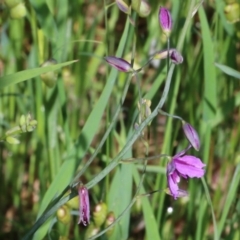 Arthropodium strictum (Chocolate Lily) at Wodonga, VIC - 9 Oct 2022 by KylieWaldon