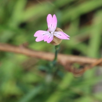 Petrorhagia sp. at Jack Perry Reserve - 8 Oct 2022 by KylieWaldon