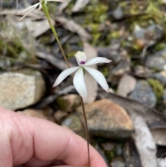 Caladenia ustulata (Brown Caps) at Mount Jerrabomberra QP - 9 Oct 2022 by Mavis