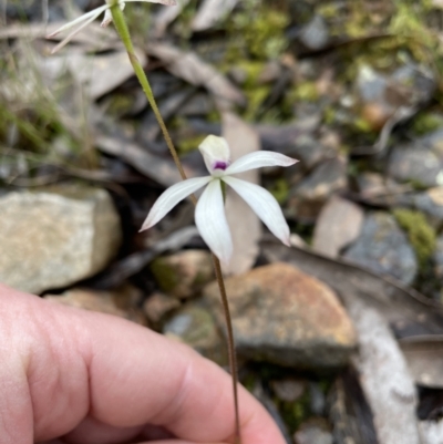 Caladenia ustulata (Brown Caps) at Mount Jerrabomberra - 9 Oct 2022 by Mavis