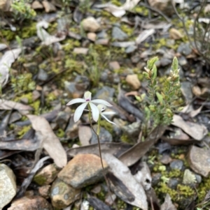 Caladenia ustulata at Jerrabomberra, NSW - suppressed