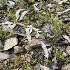 Caladenia ustulata at Jerrabomberra, NSW - suppressed