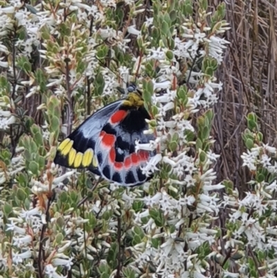 Delias harpalyce (Imperial Jezebel) at Block 402 - 9 Oct 2022 by HughCo