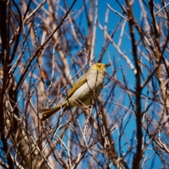 Ptilotula penicillata (White-plumed Honeyeater) at Lake Ginninderra - 25 Sep 2022 by mbmiyagi