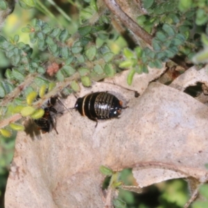 Ellipsidion sp. (genus) at Wodonga, VIC - 9 Oct 2022