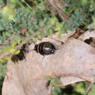 Ellipsidion sp. (genus) (A diurnal cockroach) at Wodonga, VIC - 9 Oct 2022 by KylieWaldon