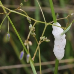 Aphrophorinae (subfamily) (Unidentified spittlebug) at Wodonga, VIC - 9 Oct 2022 by KylieWaldon