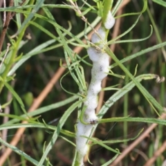 Aphrophorinae (subfamily) at Wodonga, VIC - 9 Oct 2022 08:48 AM