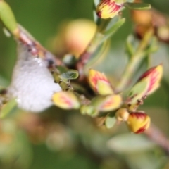 Aphrophorinae (subfamily) at Wodonga, VIC - 9 Oct 2022 08:48 AM