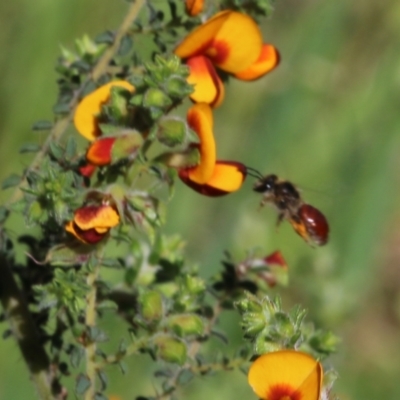 Unidentified Bee (Hymenoptera, Apiformes) at Wodonga - 8 Oct 2022 by KylieWaldon