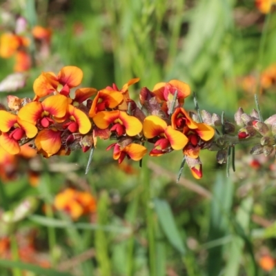 Dillwynia sericea (Egg And Bacon Peas) at Jack Perry Reserve - 8 Oct 2022 by KylieWaldon