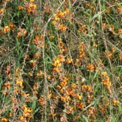 Dillwynia sericea at Wodonga, VIC - 9 Oct 2022 09:09 AM