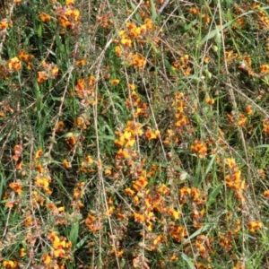 Dillwynia sericea at Wodonga, VIC - 9 Oct 2022