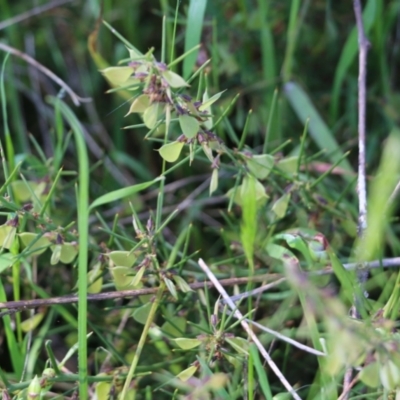 Daviesia genistifolia (Broom Bitter Pea) at Wodonga - 8 Oct 2022 by KylieWaldon