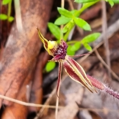 Caladenia actensis (Canberra Spider Orchid) at Mount Majura - 8 Oct 2022 by evab