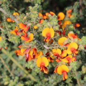 Pultenaea foliolosa at Wodonga, VIC - 9 Oct 2022