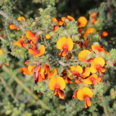 Pultenaea foliolosa (Small Leaf Bushpea) at Wodonga - 8 Oct 2022 by KylieWaldon