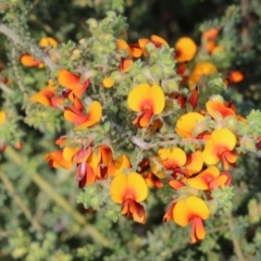 Pultenaea foliolosa (Small Leaf Bushpea) at Jack Perry Reserve - 8 Oct 2022 by KylieWaldon