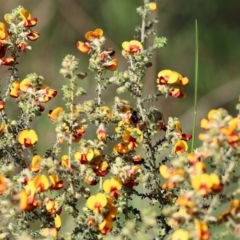 Pultenaea foliolosa at Wodonga, VIC - 9 Oct 2022 09:34 AM