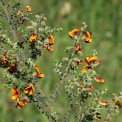 Pultenaea foliolosa at Wodonga, VIC - 9 Oct 2022