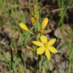 Bulbine bulbosa (Golden Lily, Bulbine Lily) at Wodonga, VIC - 9 Oct 2022 by KylieWaldon