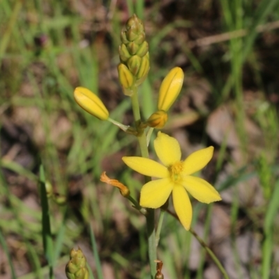 Bulbine bulbosa (Golden Lily) at Jack Perry Reserve - 8 Oct 2022 by KylieWaldon