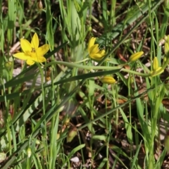 Bulbine bulbosa at Wodonga, VIC - 9 Oct 2022