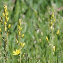 Bulbine bulbosa at Wodonga, VIC - 9 Oct 2022