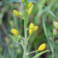 Bulbine bulbosa at Wodonga, VIC - 9 Oct 2022