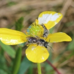 Lasioglossum (Chilalictus) sp. (genus & subgenus) at Jack Perry Reserve - 8 Oct 2022 by KylieWaldon