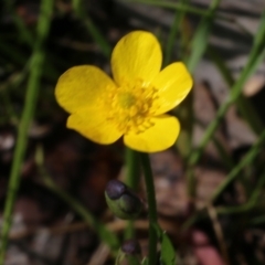 Ranunculus lappaceus (Australian Buttercup) at Wodonga - 8 Oct 2022 by KylieWaldon