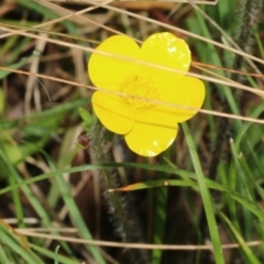 Ranunculus lappaceus at Wodonga, VIC - 9 Oct 2022