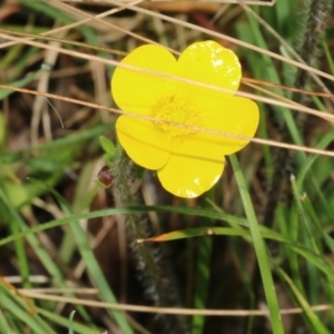 Ranunculus lappaceus at Wodonga, VIC - 9 Oct 2022