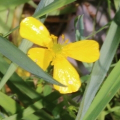 Ranunculus lappaceus at Wodonga, VIC - 9 Oct 2022