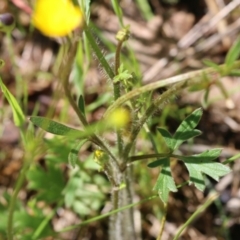 Ranunculus lappaceus at Wodonga, VIC - 9 Oct 2022