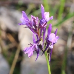 Linaria pelisseriana (Pelisser's Toadflax) at Wodonga - 8 Oct 2022 by KylieWaldon