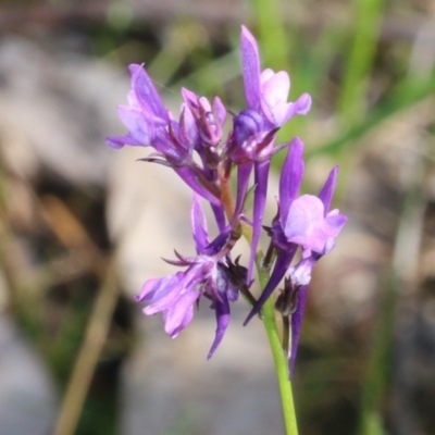 Linaria pelisseriana (Pelisser's Toadflax) at Wodonga, VIC - 8 Oct 2022 by KylieWaldon