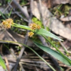 Luzula densiflora (Dense Wood-rush) at Wodonga, VIC - 8 Oct 2022 by KylieWaldon