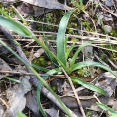 Luzula densiflora at Wodonga, VIC - 9 Oct 2022