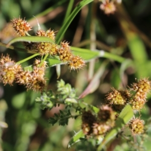 Luzula densiflora at Wodonga, VIC - 9 Oct 2022 09:32 AM