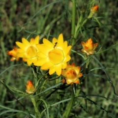 Xerochrysum viscosum (Sticky Everlasting) at Wodonga, VIC - 8 Oct 2022 by KylieWaldon